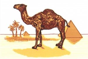 Camelo subliminale