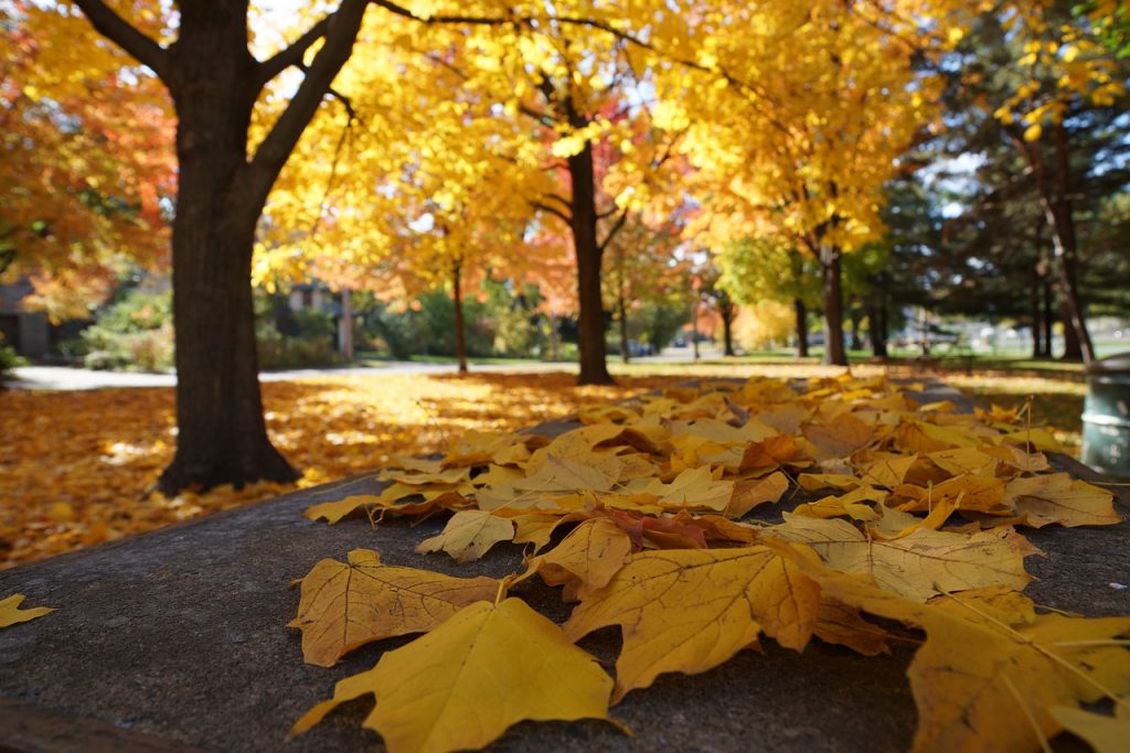 foglie d'autunno