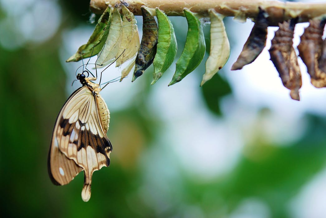 farfalla