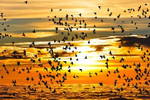 uccelli-tramonto
