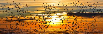 uccelli-tramonto