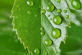 foglia verde con gocce d'acqua